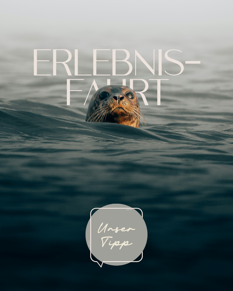 events-erlebnisse/erlebnisfahrt-seehundbaenke-s215017